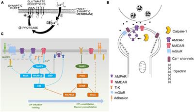 Revisiting the calpain hypothesis of learning and memory 40 years later